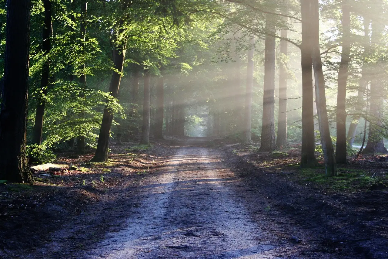 Waldpfad im Morgenlicht mit Sonnenstrahlen durch grüne Bäume